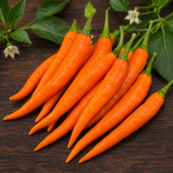 Orange Chilli Long