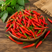 Thai Bird Eye Chilli